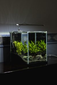 Read more about the article Tips for packing an aquarium for transport