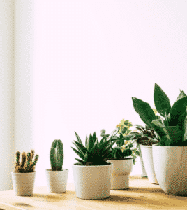 How to pack plants for moving
