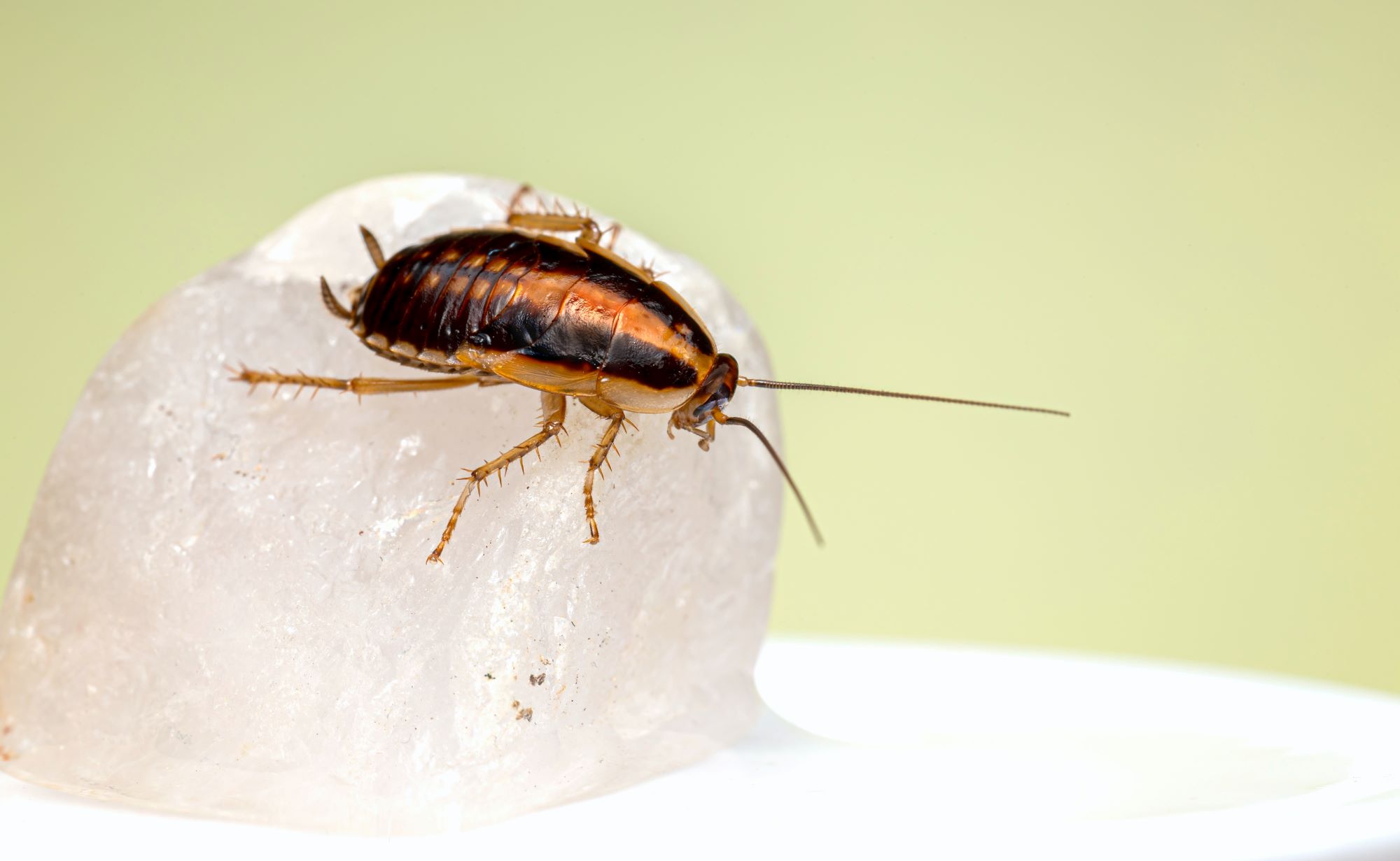 You are currently viewing Moving Without Pests: Stay Pest-Free