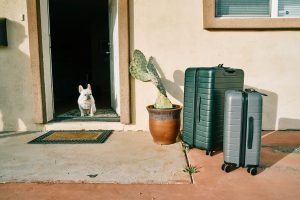 Read more about the article Planning a Move With Pets
